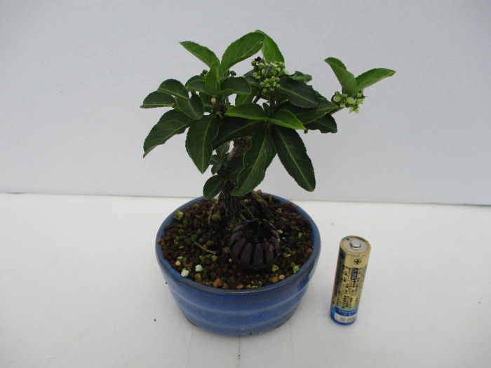 マユミ と コマユミ の花が咲いた じぃじ のミニ盆栽日記 マユミ と コマユミ の花が咲いた じぃじ のミニ盆栽日記