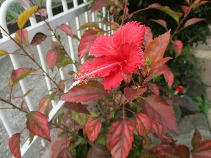 ハイビスカス が紅葉 じぃじ のミニ盆栽日記