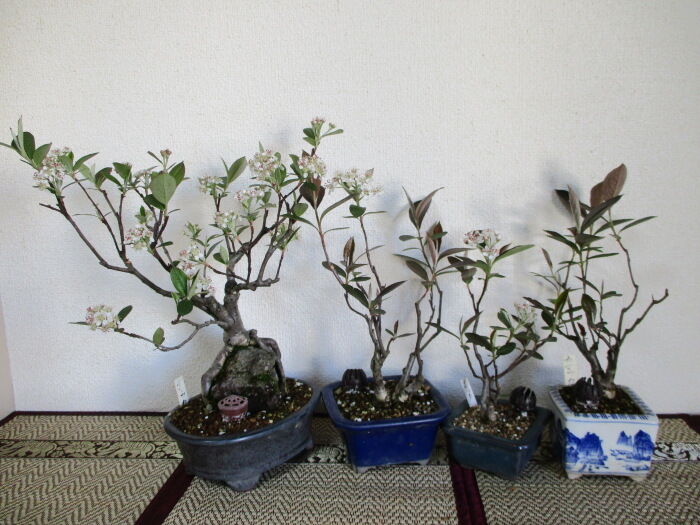 西洋鎌柄（セイヨウカマツカ）」の花 : 「じぃじ」のミニ盆栽日記