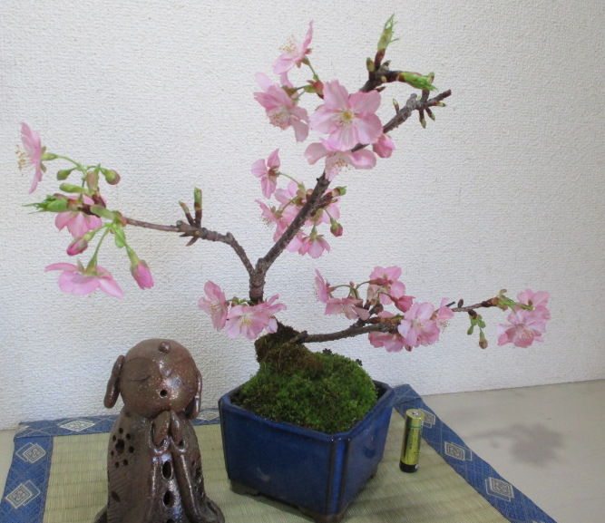 満開の 河津桜 カワヅザクラ じぃじ のミニ盆栽日記