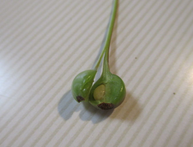 花海棠 ハナカイドウ の実から種を じぃじ のミニ盆栽日記