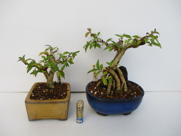 タニワタリノキ　コケ順いいです タニワタリ 盆栽 7号鉢つき 幹太 咲かなかった「谷渡りの木