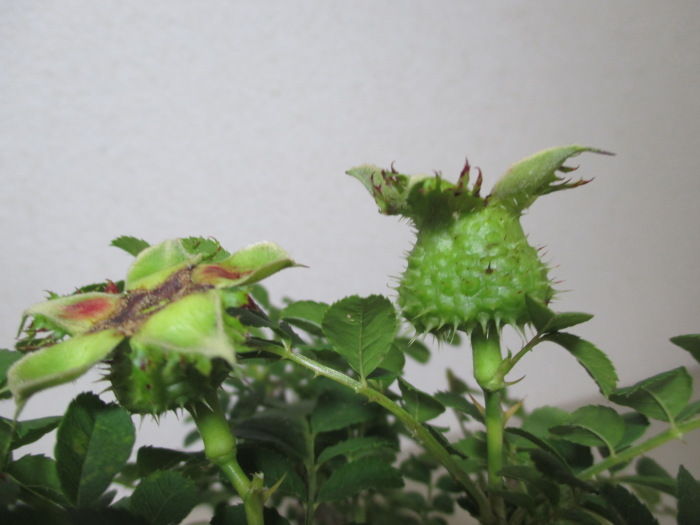 ハコネサンショウバラ の実は甘い香りが じぃじ のミニ盆栽日記 ハコネサンショウバラ の実は甘い香りが じぃじ のミニ盆栽日記