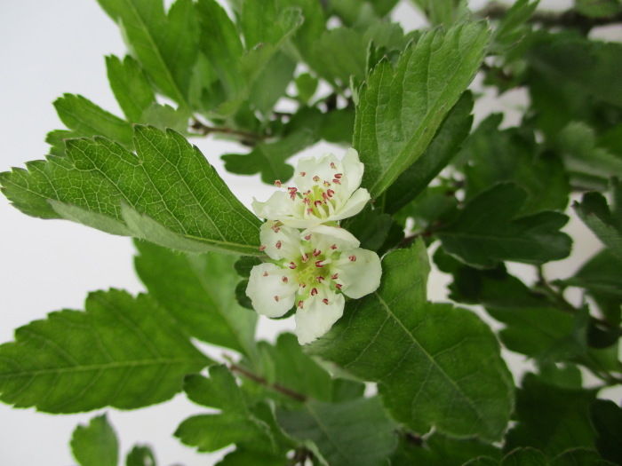 赤花と白花の 山査子 サンザシ の花 じぃじ のミニ盆栽日記