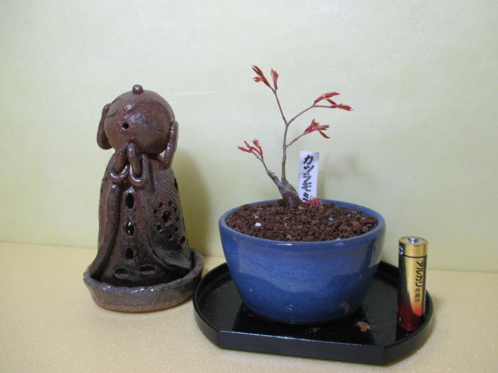 桂紅葉（カツラモミジ）」の赤い新芽 : 「じぃじ」のミニ盆栽日記
