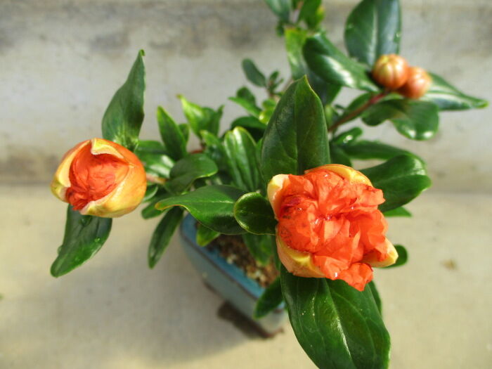 珍しい 花柘榴 花柘榴（ハナザクロ）」の花 : 「じぃじ」のミニ盆栽日記