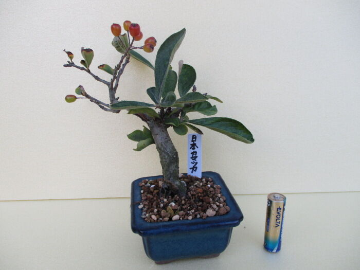 日本鎌柄 ニホンカマツカ の実 じぃじ のミニ盆栽日記