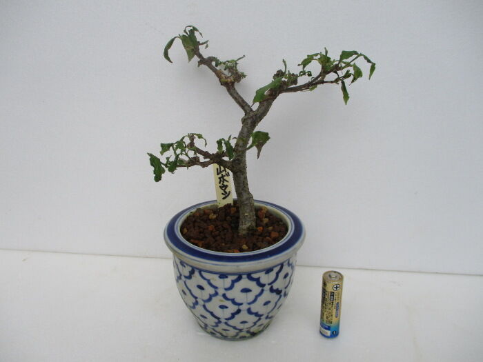 山法師（ヤマボウシ）」の元気がない : 「じぃじ」のミニ盆栽日記