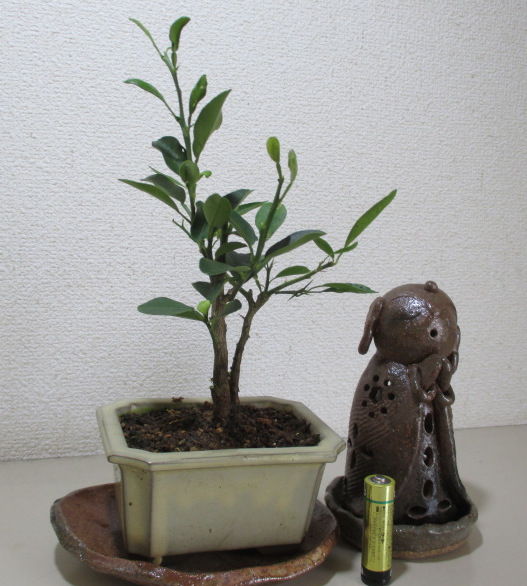 実生の 柚子 ユズ じぃじ のミニ盆栽日記 実生の 柚子 ユズ じぃじ のミニ盆栽日記