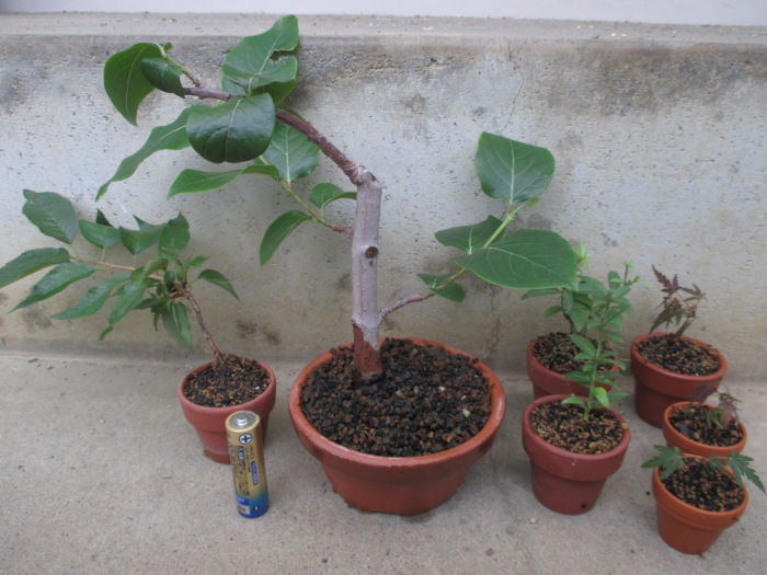 実生や挿し木のチビ君たちを交換しました じぃじ のミニ盆栽日記