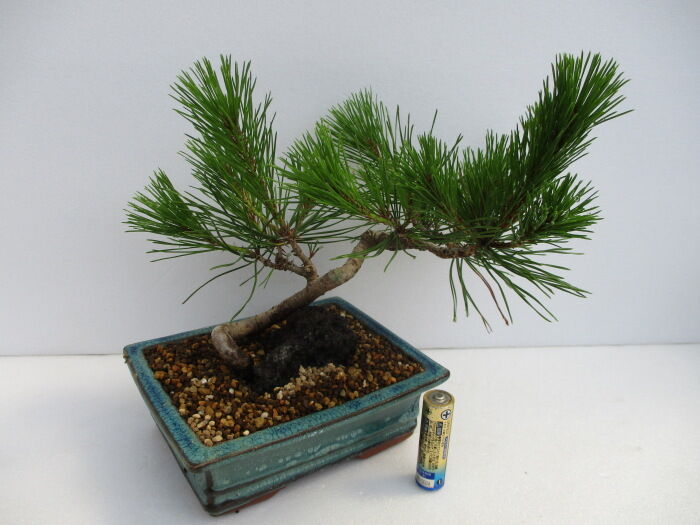 赤松(アカマツ)盆栽 SS005 赤松 盆栽 格安 セール 在庫多数 楽天