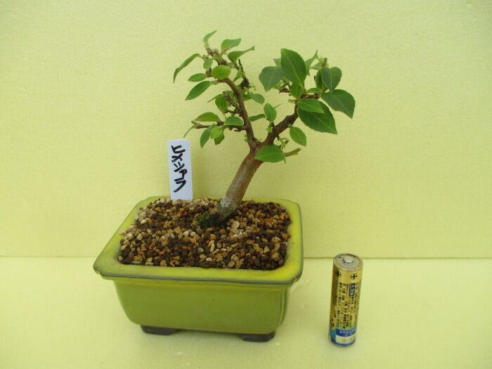 姫沙羅 ヒメシャラ の芽摘み 葉刈り じぃじ のミニ盆栽日記