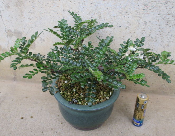 磯山椒 イソザンショウ 6号素焼き鉢 イソザンショウG-2（いそざん