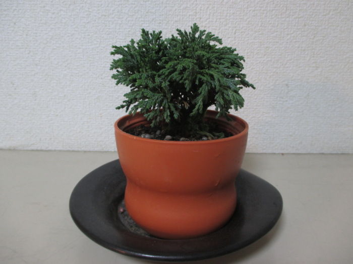 姫椹 ヒメサワラ 貴風盆栽 素材 植物 | shalva.org.il