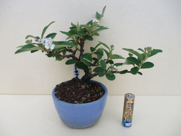 コトネアスター」の花 : 「じぃじ」のミニ盆栽日記