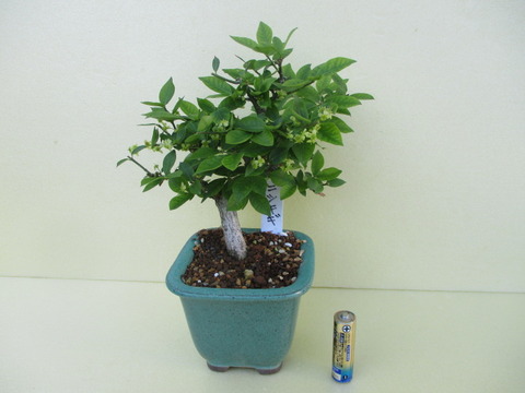 錦木（ニシキギ）」の花 : 「じぃじ」のミニ盆栽日記
