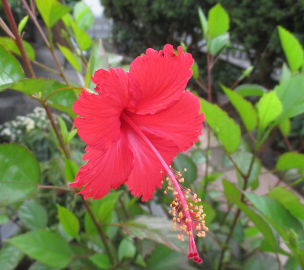 ハイビスカス盆栽　沖縄盆栽 ハイビスカス盆栽 沖縄盆栽 ハイビスカス盆栽 沖縄盆栽