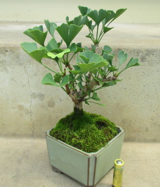 化石植物 銀杏 イチョウ じぃじ のミニ盆栽日記 化石植物 銀杏 イチョウ じぃじ のミニ盆栽日記