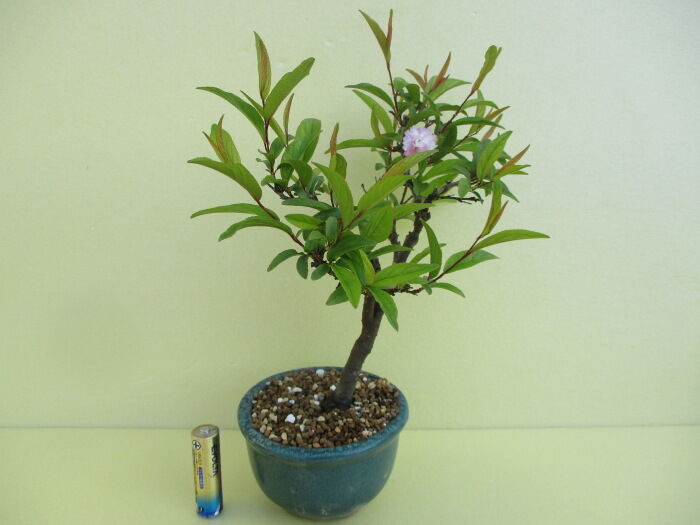 今年は一輪だけ 庭桜 ニワザクラ の花 じぃじ のミニ盆栽日記 今年は一輪だけ 庭桜 ニワザクラ の花 じぃじ のミニ盆栽日記