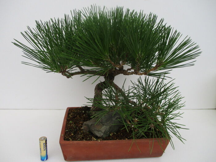 黒松 クロマツ 後半の芽切り じぃじ のミニ盆栽日記