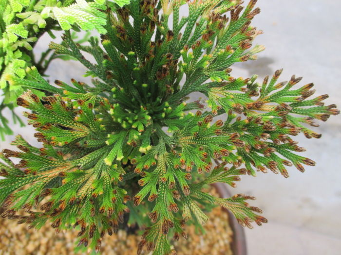 宝の持ち腐れ？おじいさんの「岩檜葉（イワヒバ）」 : 「じぃじ