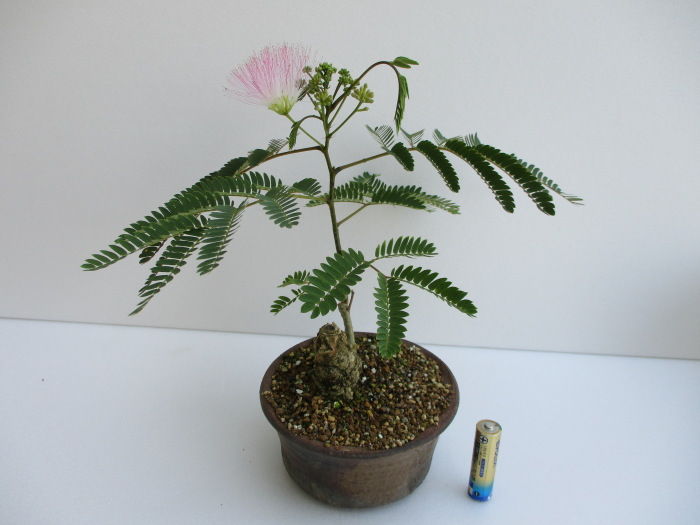 合歓の木 ネムノキ の花 じぃじ のミニ盆栽日記