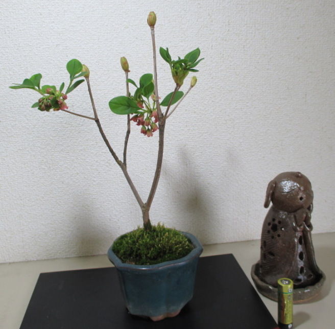 更紗灯台躑躅（サラサドウダンツツジ）」が咲きました : 「じぃじ」の