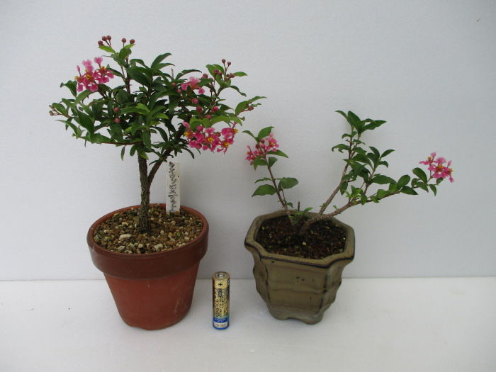 姫アセロラ盆栽　台湾姫桜桃 アセロラ 台湾姫桜桃 Malpighia emarginata