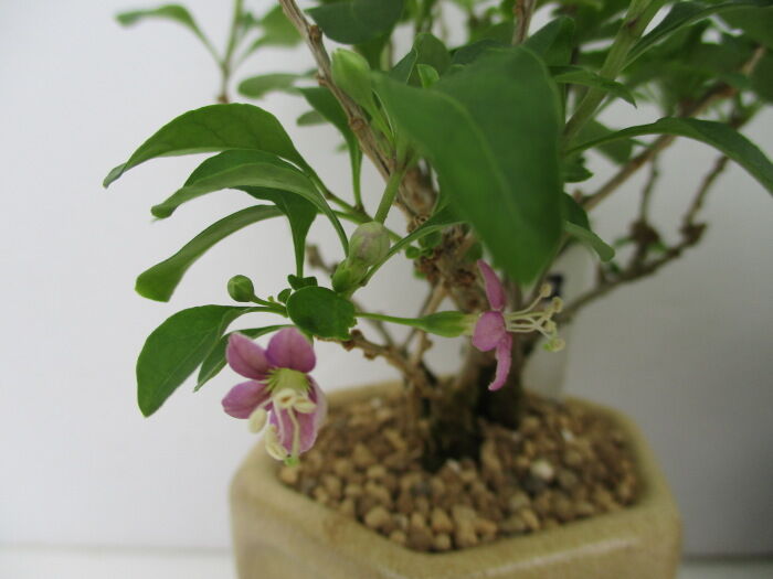 盆栽　枸杞　クコ　花実付き　激古 クコ 盆栽 (枸杞／くこ) お値打ち品の通販 by トニー's shop｜ラクマ