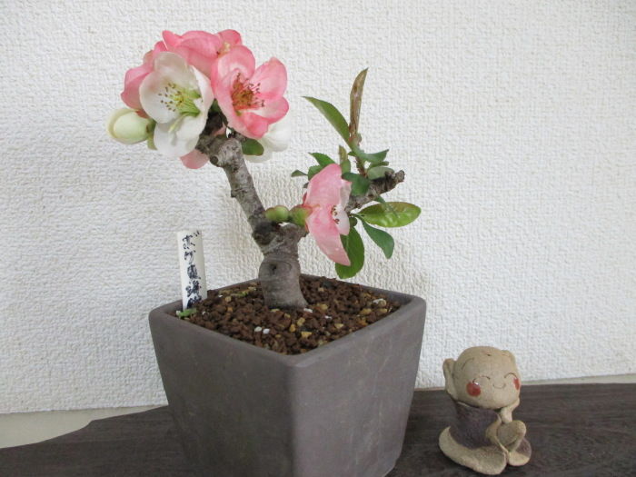 木瓜(ボケ)・放春花 安田錦 販売します(ご相談ください)
