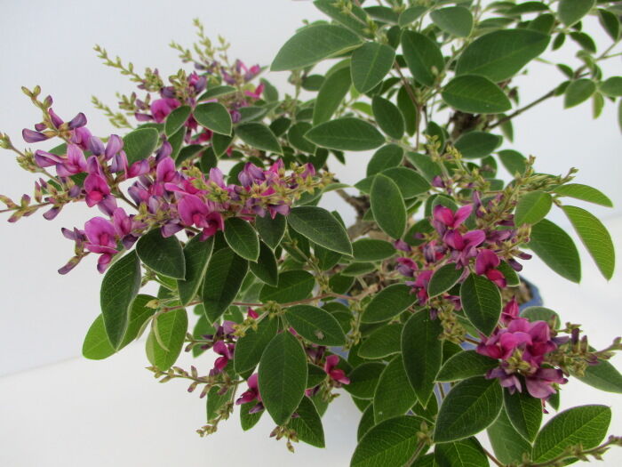 木萩（キハギ）」の花 : 「じぃじ」のミニ盆栽日記