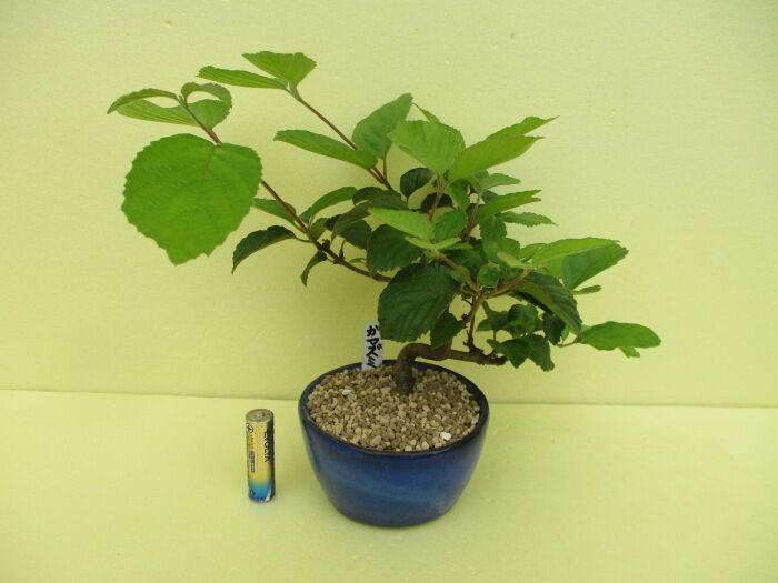 莢蒾 ガマズミ の芽摘みと葉刈り じぃじ のミニ盆栽日記