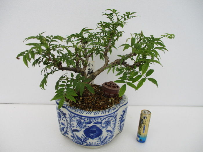 小藤 コフジ を芽摘み 葉刈り じぃじ のミニ盆栽日記