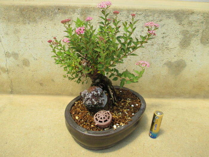 八房下野 ヤツフサシモツケ の花 じぃじ のミニ盆栽日記