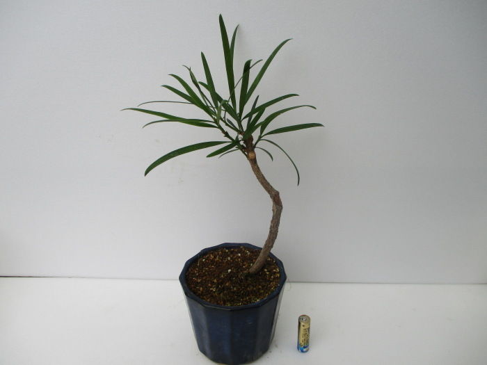 実生の「犬槙（イヌマキ）」をチョッキン！ : 「じぃじ」のミニ盆栽日記