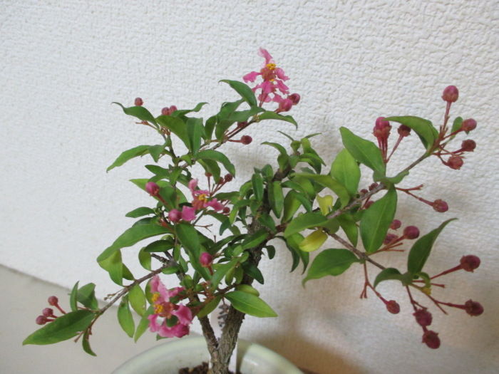 台湾姫桜桃(タイワンヒメオウトウ)」今年2回目の花 : 「じぃ 台湾姫桜桃(タイワンヒメオウトウ)」今年2回目の花 : 「じぃ