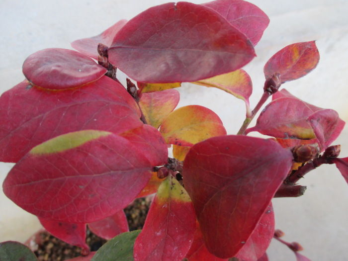 ブルーベリー も紅葉 じぃじ のミニ盆栽日記 ブルーベリー も紅葉 じぃじ のミニ盆栽日記