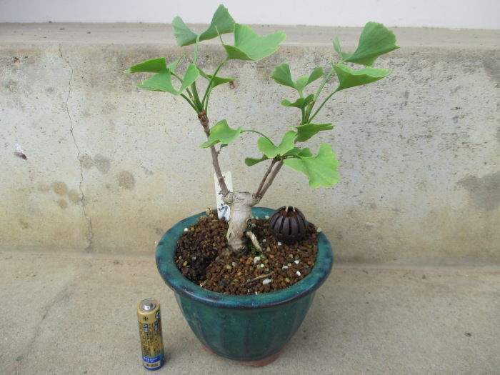 乳イチョウ 盆栽 乳銀杏 イチョウ盆栽 ギンナン チチイチョウ ぎんなん