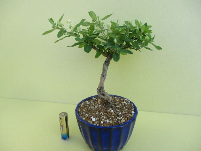 瓢箪木 ヒョウタンボク の花 じぃじ のミニ盆栽日記 瓢箪木 ヒョウタンボク の花 じぃじ のミニ盆栽日記