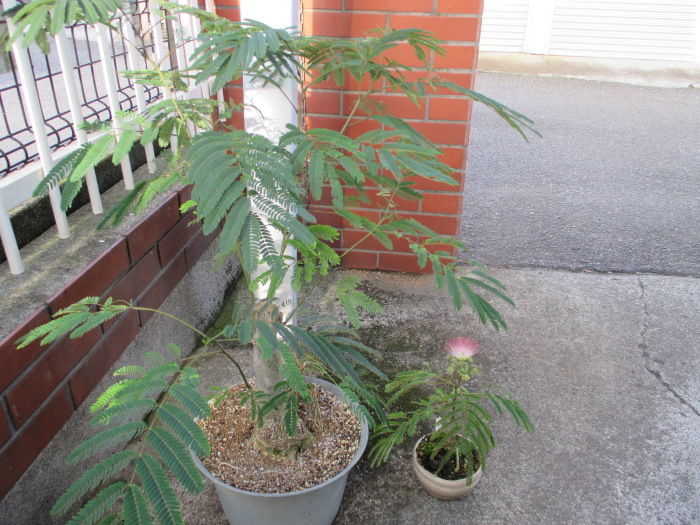 合歓木 ネムノキ が咲いた じぃじ のミニ盆栽日記