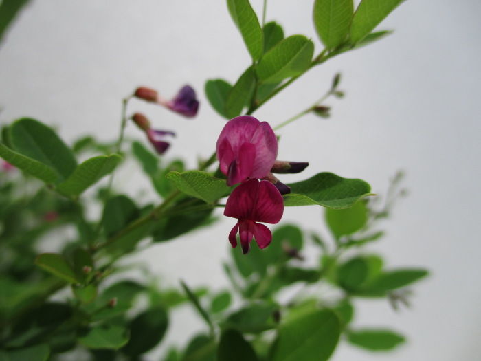 屋久島萩 ヤクシマハギ の花 じぃじ のミニ盆栽日記