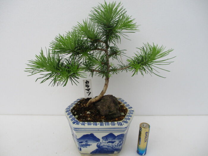 カラ松落葉 盆栽