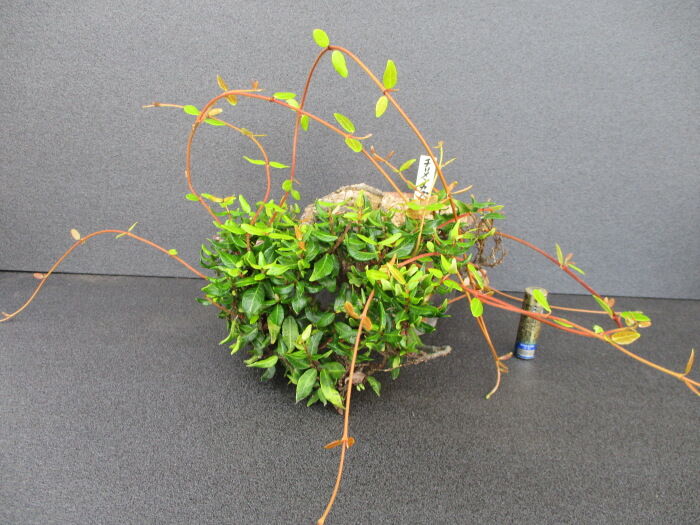 放置していた「縮緬葛（チリメンカズラ）」の手入れ : 「じぃじ」の