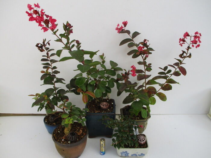 百日紅 サルスベリ たちも店じまい じぃじ のミニ盆栽日記