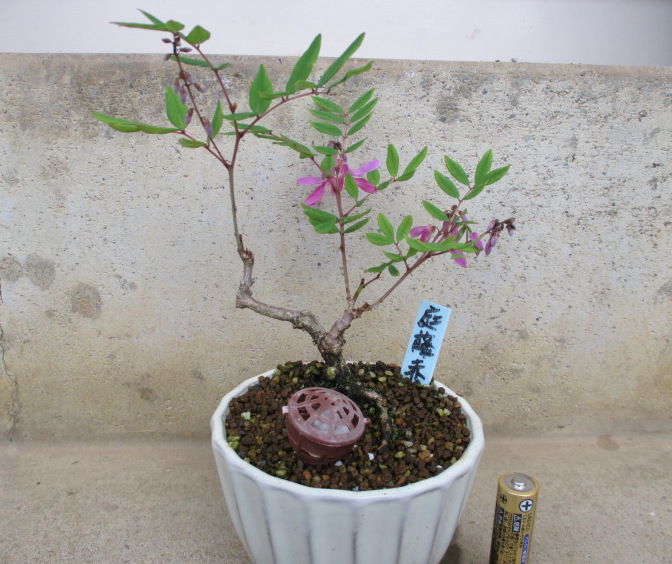 赤花と白花 庭藤 ニワフジ の花 じぃじ のミニ盆栽日記 赤花と白花 庭藤 ニワフジ の花 じぃじ のミニ盆栽日記