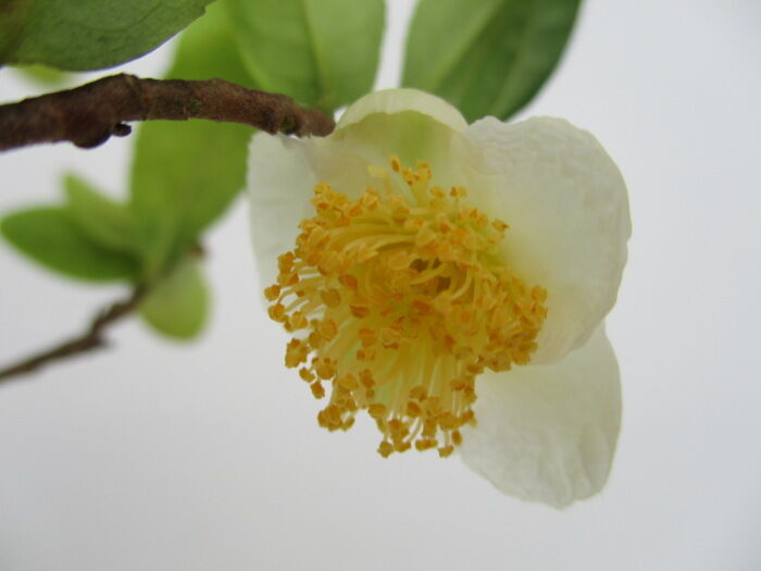 実生５年生の お茶の木 の花 じぃじ のミニ盆栽日記