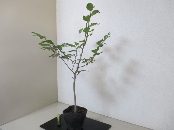 そして・・・「富士橅（フジブナ）」 : 「じぃじ」のミニ盆栽日記