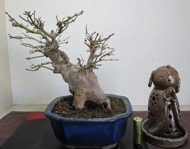 先日の モミジ と ニレケヤキ の整枝 じぃじ のミニ盆栽日記