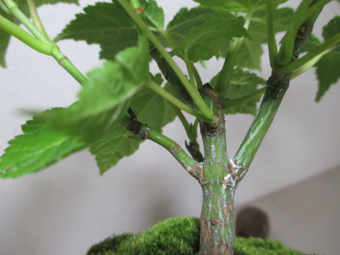 瓜膚楓(ウリハダカエデ)盆栽 SS003 瓜膚楓（ウリハダカエデ）盆栽 S003