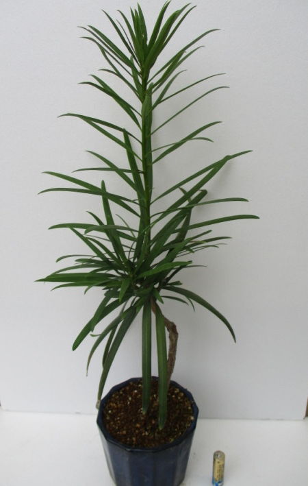 実生の「犬槙（イヌマキ）」をチョッキン！ : 「じぃじ」のミニ盆栽日記